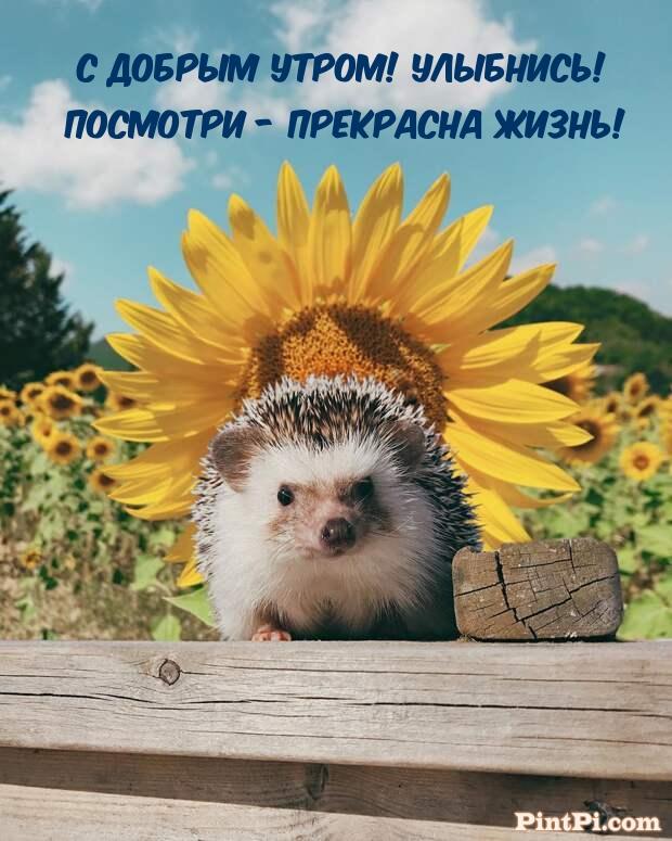 С добрым утром! Улыбнись! Посмотри - прекрасна жизнь!