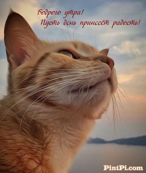 Бодрого утра! Пусть день принесёт радость!