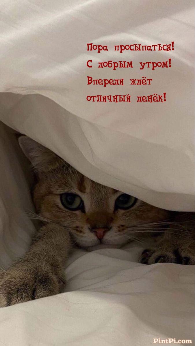 Пора просыпаться! Впереди ждёт отличный денёк!